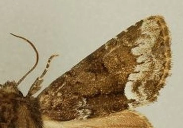 gelobd halmuiltje, Oligia strigilis, museum.jpg